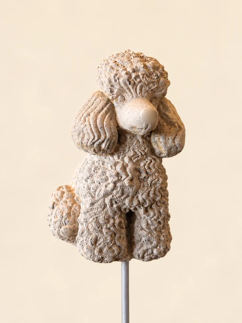 Light seated poodle with a curly coat texture and long ears on a slender stake, seen from the front